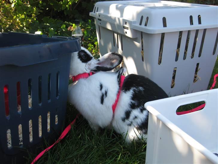 Kanin Lulu billede 4