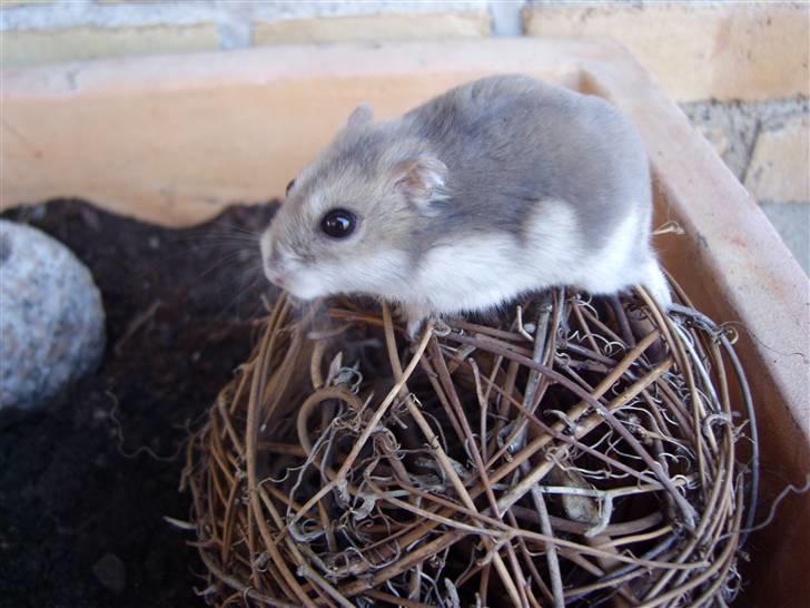 Dværghamster Prinsesse Daisy //† R.I.P - En dejlig sommer dag i en af mors krukker. Foto: Sara Paulsen billede 1