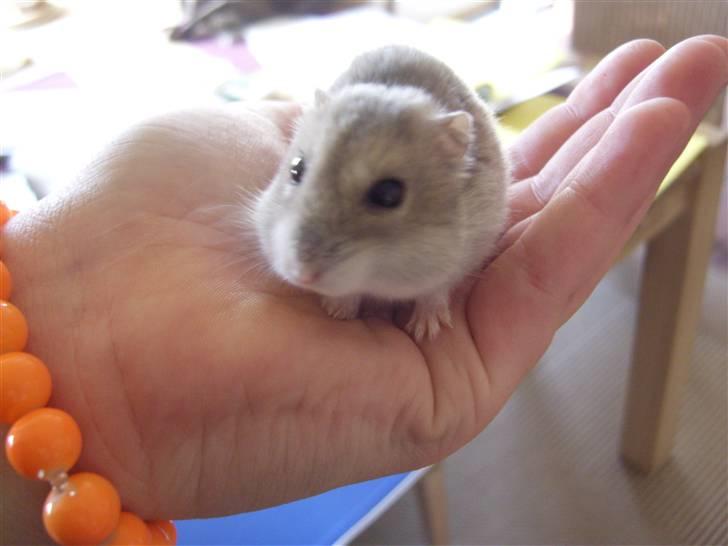 Dværghamster Prinsesse Daisy //† R.I.P - Årh hun er kun lige vågnet:i Foto: Sara Paulsen billede 2