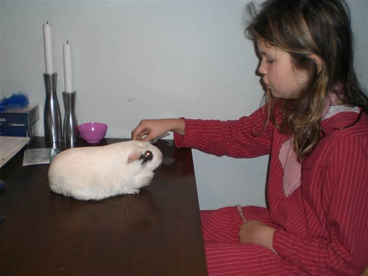 Marsvin Vanilla *Niller* R.I.P! - Træner tricks<3 xD billede 5