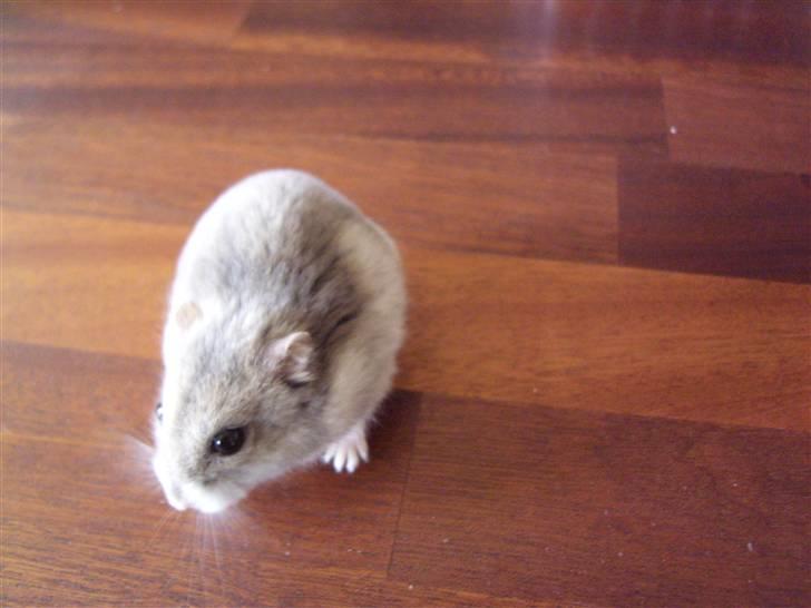 Dværghamster Prinsesse Daisy //† R.I.P - så er man lige inde og få varmen igen. Foto: Sara Paulsen billede 3