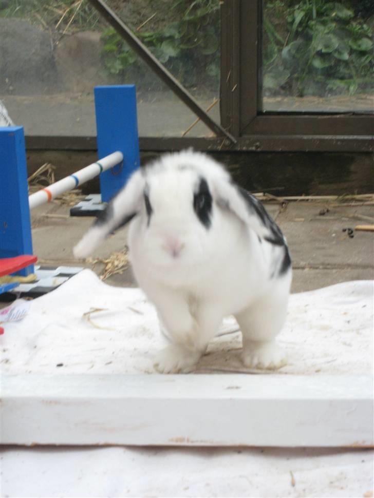 Kanin Lulu billede 5