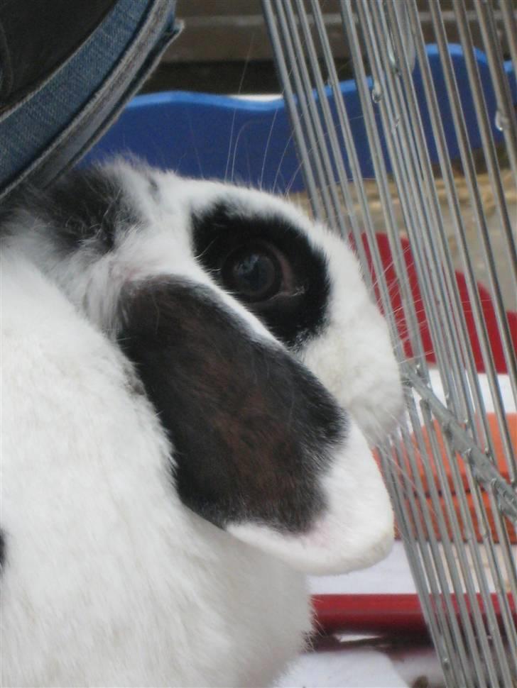 Kanin Lulu billede 6