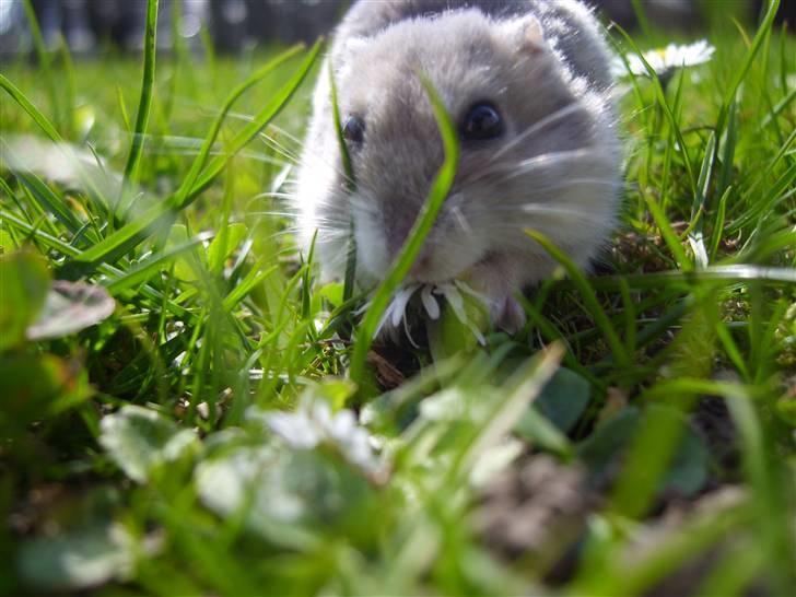 Dværghamster Prinsesse Daisy //† R.I.P - Daisy skulle lige have en magurit(Daisy på engelsk) Foto: Sara Paulsen billede 4