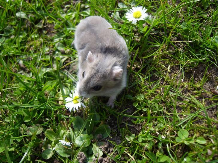 Dværghamster Prinsesse Daisy //† R.I.P - På udkig i haven. Foto: Sara Paulsen billede 5