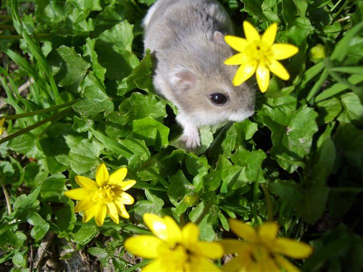 Dværghamster Prinsesse Daisy //† R.I.P - Ude i den "store jungle" Foto: Sara Paulsen billede 6