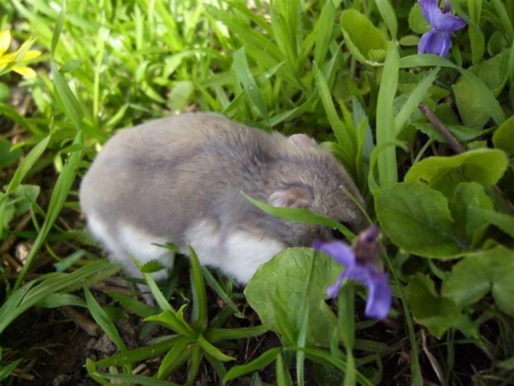 Dværghamster Prinsesse Daisy //† R.I.P - Ey du kan ikke se mig xD Foto: Sara Paulsen billede 7