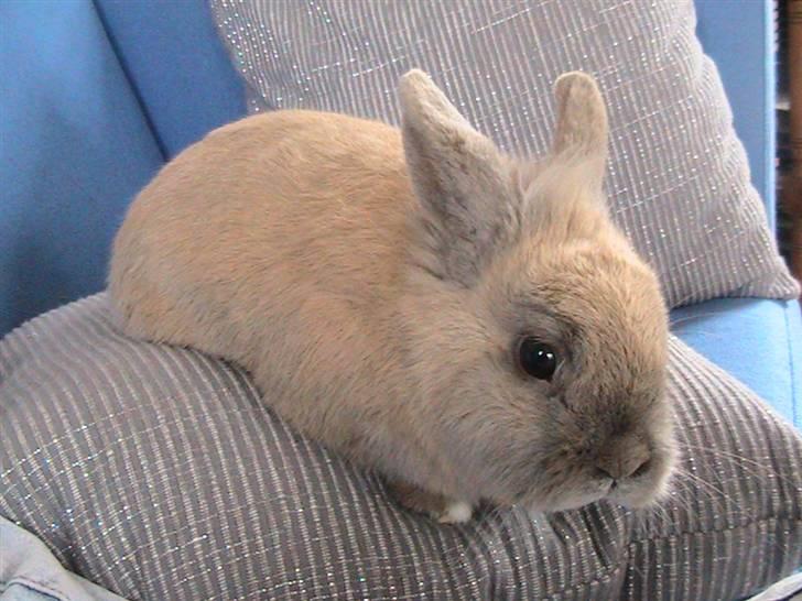 Kanin Nutella *LØBET VÆK* :( billede 1