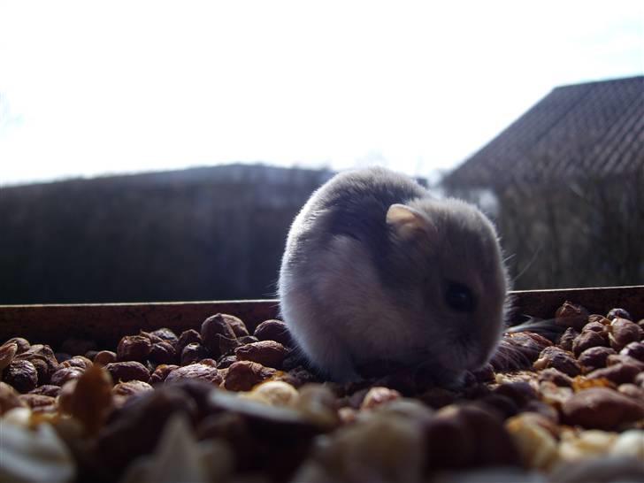 Dværghamster Prinsesse Daisy //† R.I.P - Uhmm nødder. Foto: Sara Paulsen billede 8