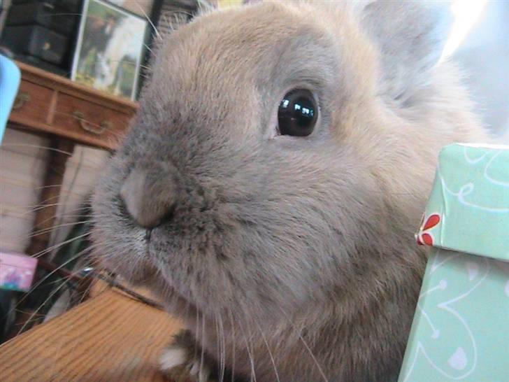 Kanin Nutella *LØBET VÆK* :( billede 2