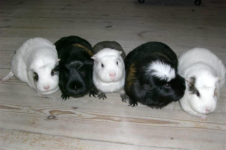 Marsvin Vanilla *Niller* R.I.P! billede 6