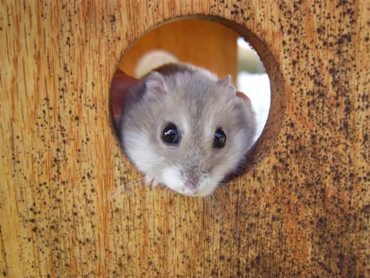 Dværghamster Prinsesse Daisy //† R.I.P - Titte bøøøh. Foto: Sara Paulsen billede 9