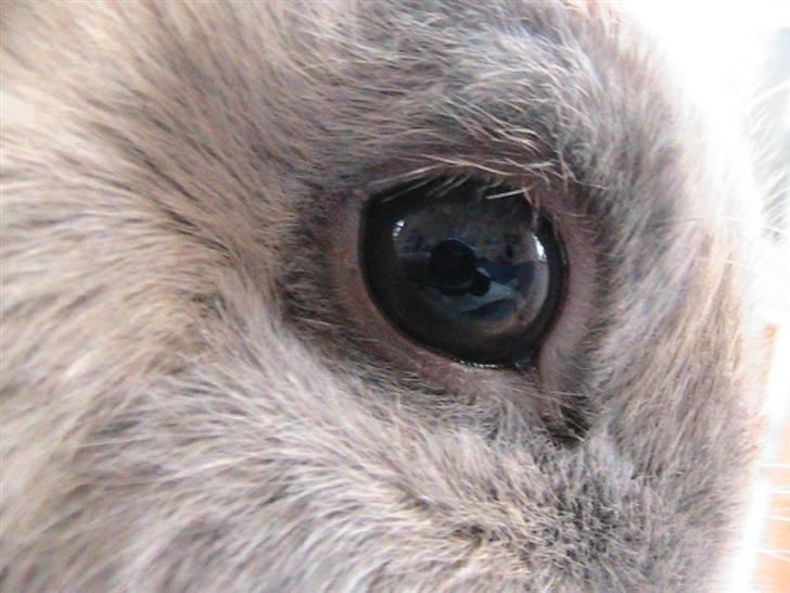 Kanin Nutella *LØBET VÆK* :( billede 3