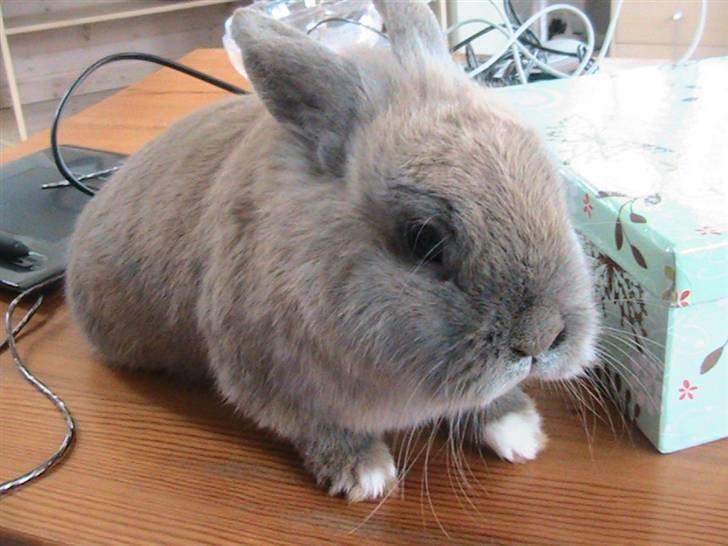 Kanin Nutella *LØBET VÆK* :( billede 4