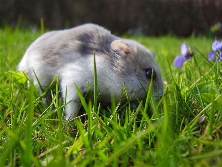 Dværghamster Prinsesse Daisy //† R.I.P - Så grov æder man lige noget dejligt græs. Foto: Sara Paulsen billede 10