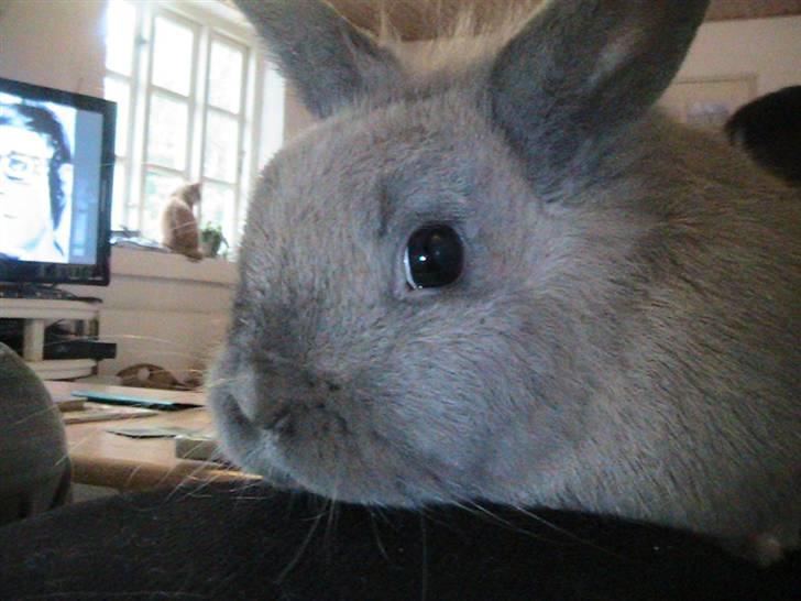 Kanin Nutella *LØBET VÆK* :( billede 5