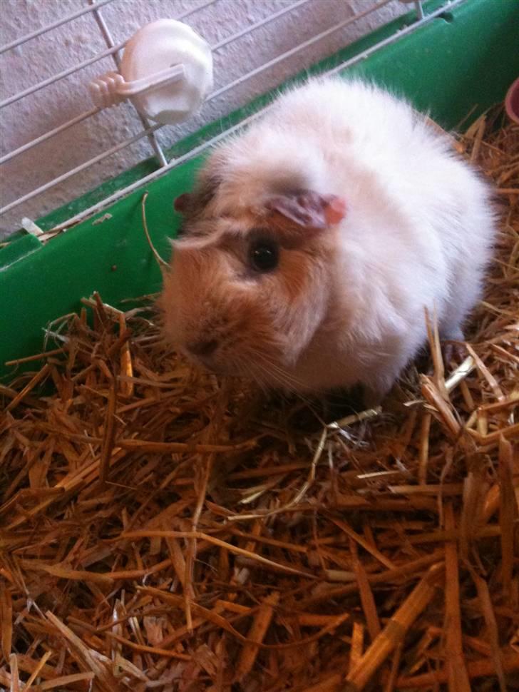 Marsvin Bob <3 "R.I.P" billede 11