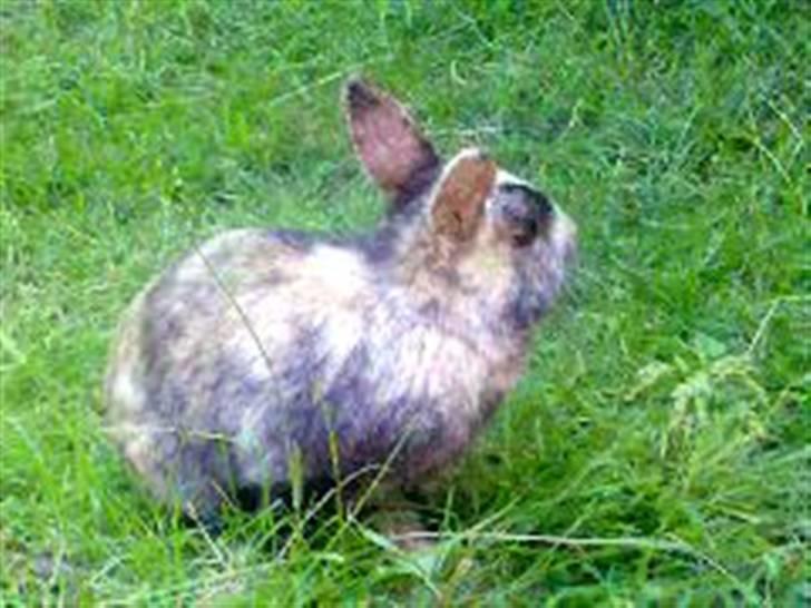 Kanin Mille RIP  - Mille i haven:-) billede 1