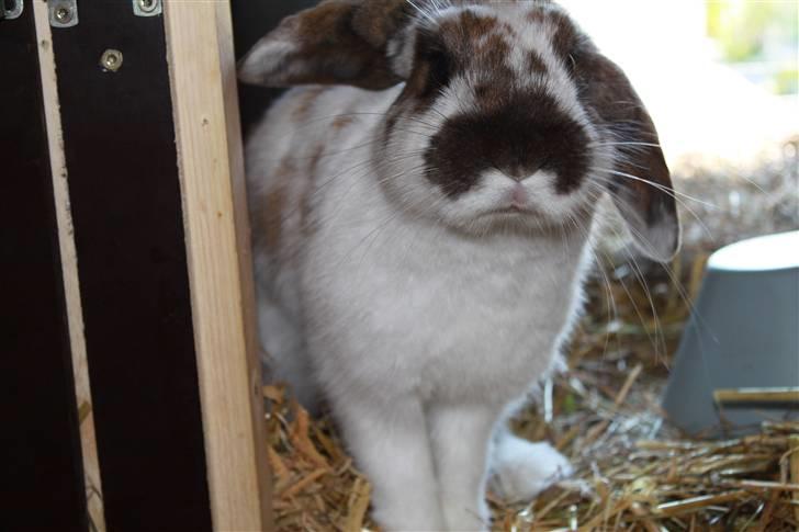 Kanin Hjertelunds Flekka billede 1