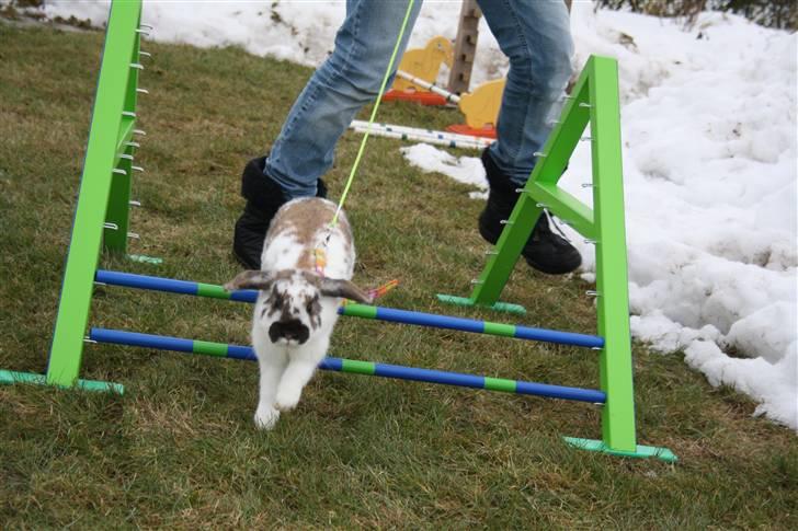 Kanin Hjertelunds Flekka billede 2