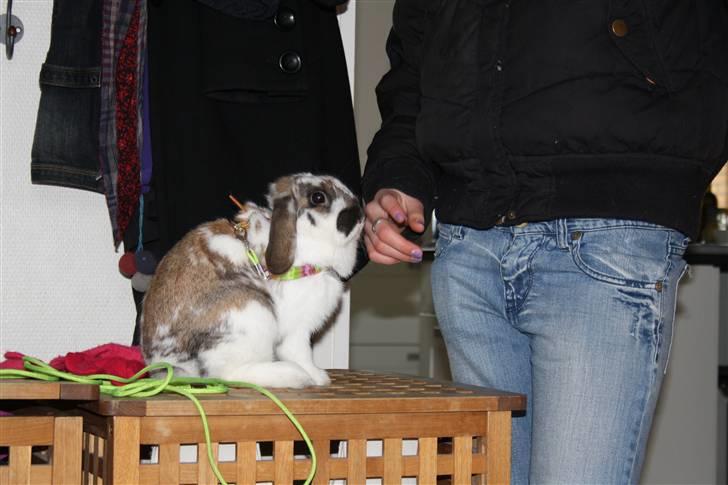 Kanin Hjertelunds Flekka billede 3