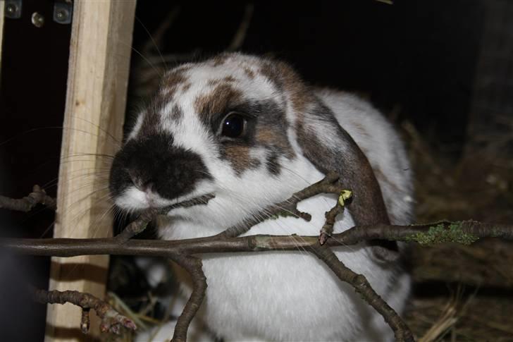 Kanin Hjertelunds Flekka billede 4