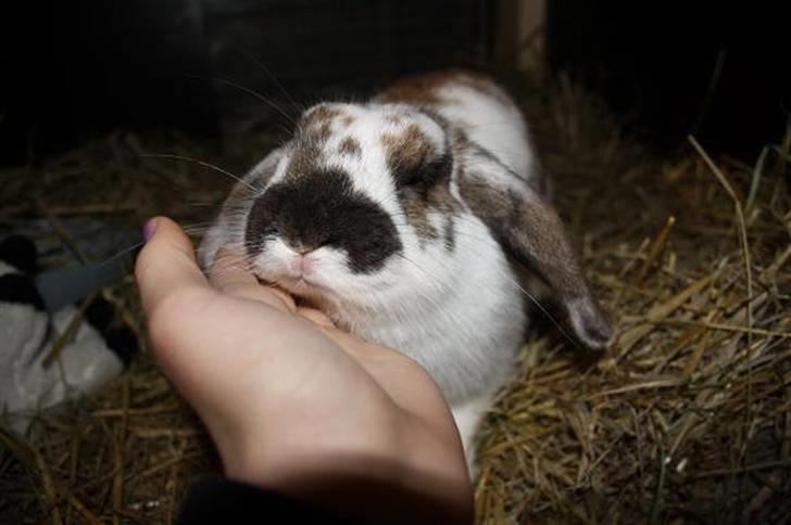 Kanin Hjertelunds Flekka billede 5