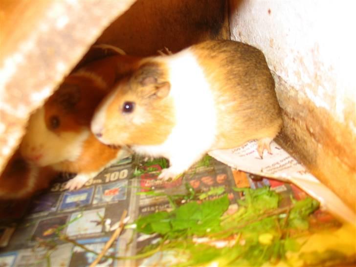 Marsvin Piv  billede 1