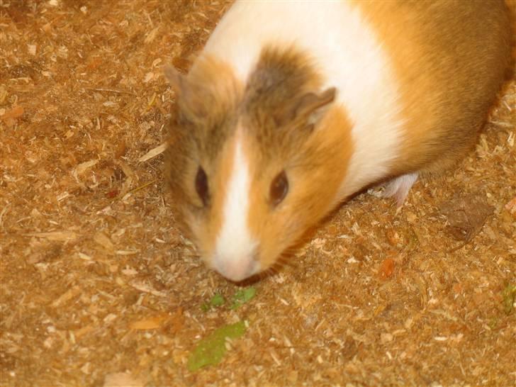 Marsvin Piv  billede 2