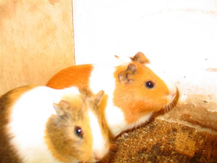 Marsvin Piv  billede 3