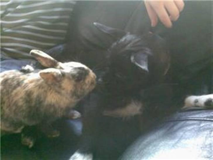 Kanin Mille RIP  - Mille og min hund er sammen;-) billede 2