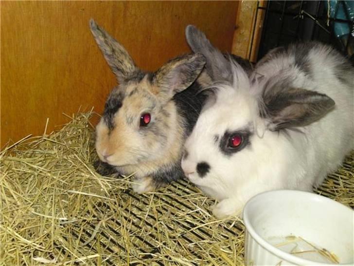 Kanin Mille RIP  - Aften hvor Mille og Ida parre sig:-) billede 3