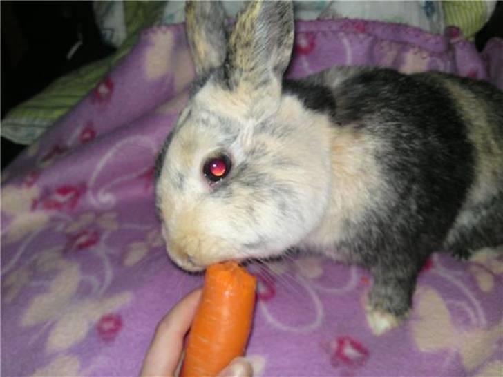 Kanin Mille RIP  - Mille er inde og får gulerødder:-) billede 4