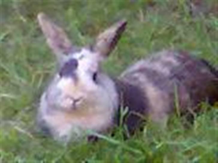 Kanin Mille RIP  - Mille ligger ude i haven og slapper af:-) billede 5