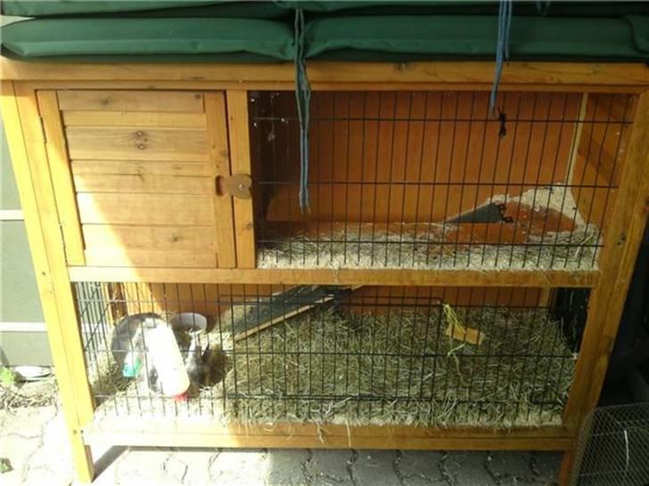 Kanin Mille RIP  - Mille i sit bur;-) billede 6