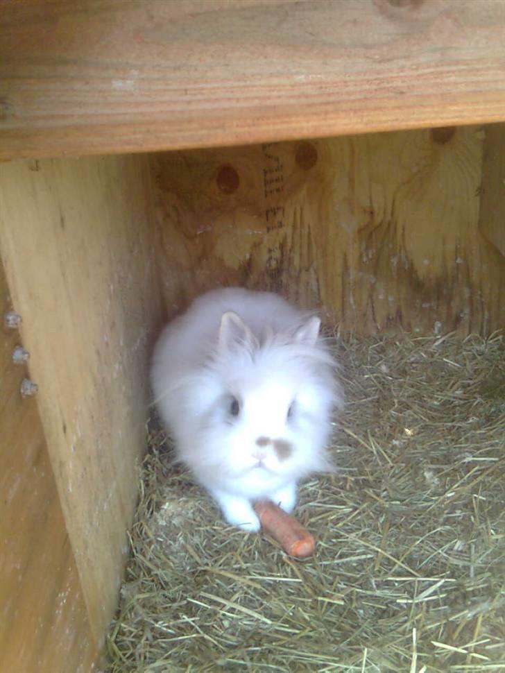 Kanin Snupti - endelig fik jeg en gulerod billede 2