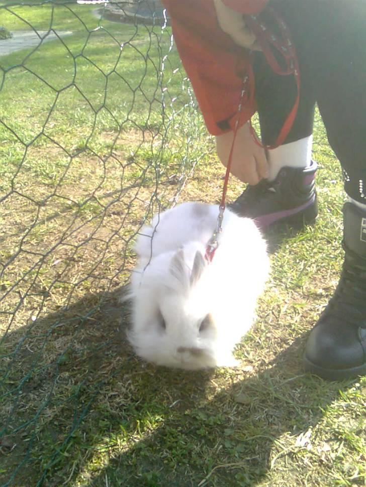 Kanin Snupti - jeg gider ikke springe nu billede 3