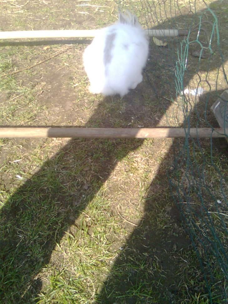 Kanin Snupti - klar parat så springer jeg billede 4