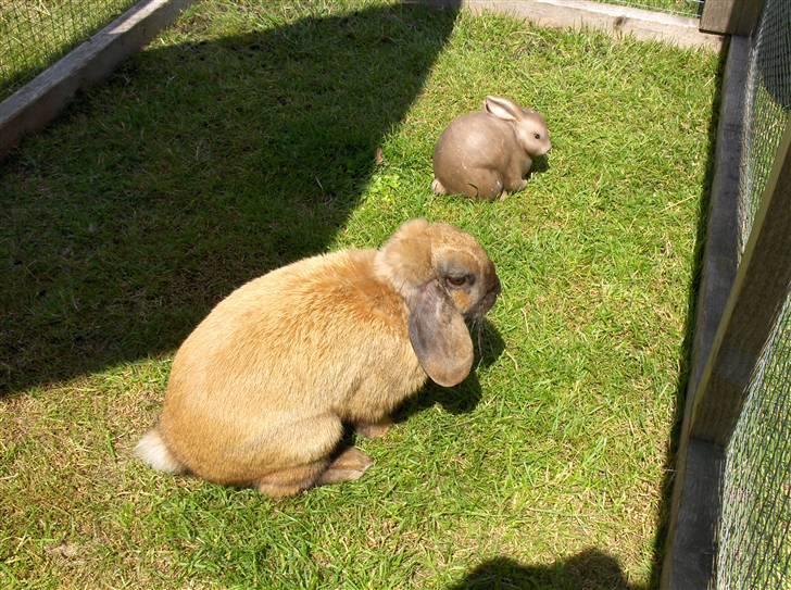 Kanin Stampe R.I.P. - Stampe har fået besøg af en anden lille kanin, dog er den ikke levende xD Vi ville bare se om stampe troede det, hvilket han ikke gjorde.. billede 2