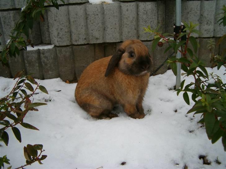 Kanin Stampe R.I.P. - Stampe løs i haven om vinteren billede 10