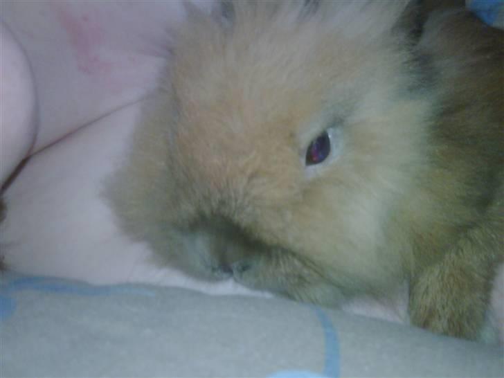 Kanin gustav billede 1