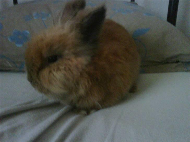 Kanin gustav billede 3