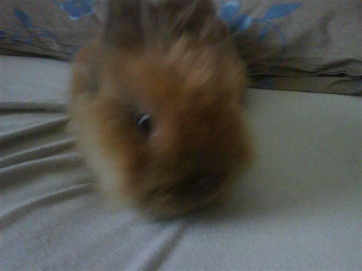 Kanin gustav billede 4