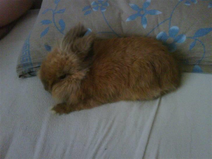 Kanin gustav billede 5