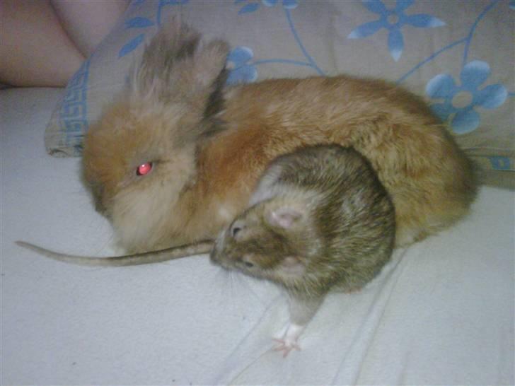 Kanin gustav billede 6