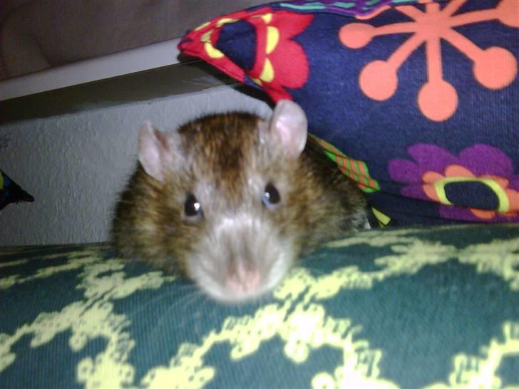 Tamrotte ole billede 1