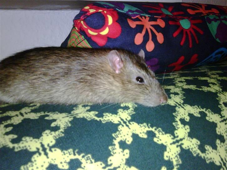 Tamrotte ole billede 2