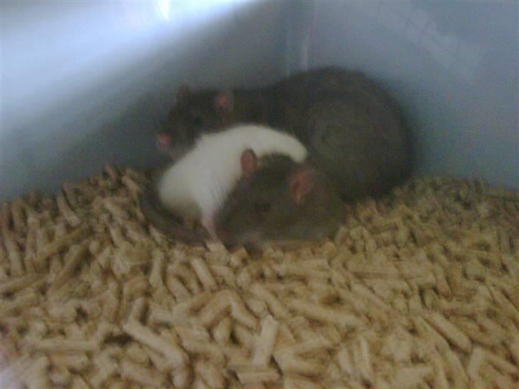 Tamrotte ole billede 3