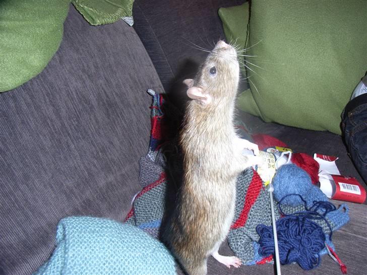 Tamrotte ole billede 4