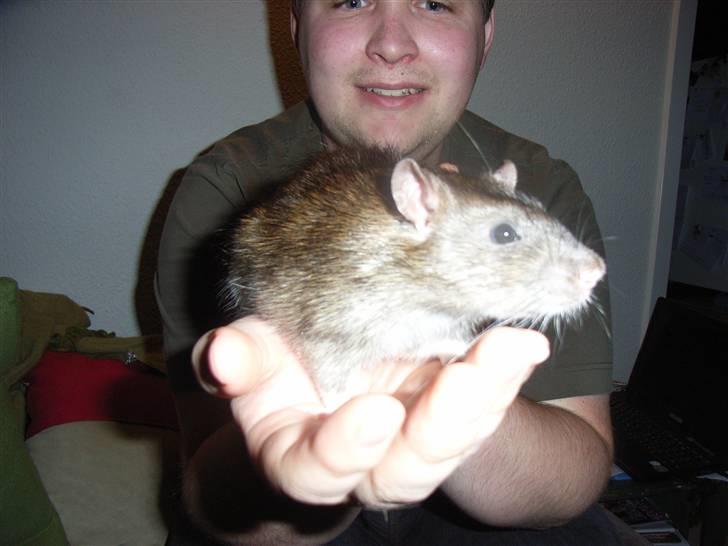 Tamrotte ole billede 5